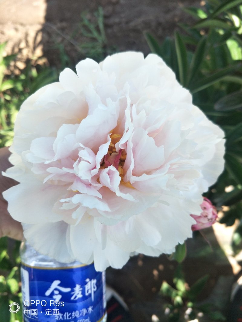 甘肃芍药鲜切花、甘肃临洮芍药