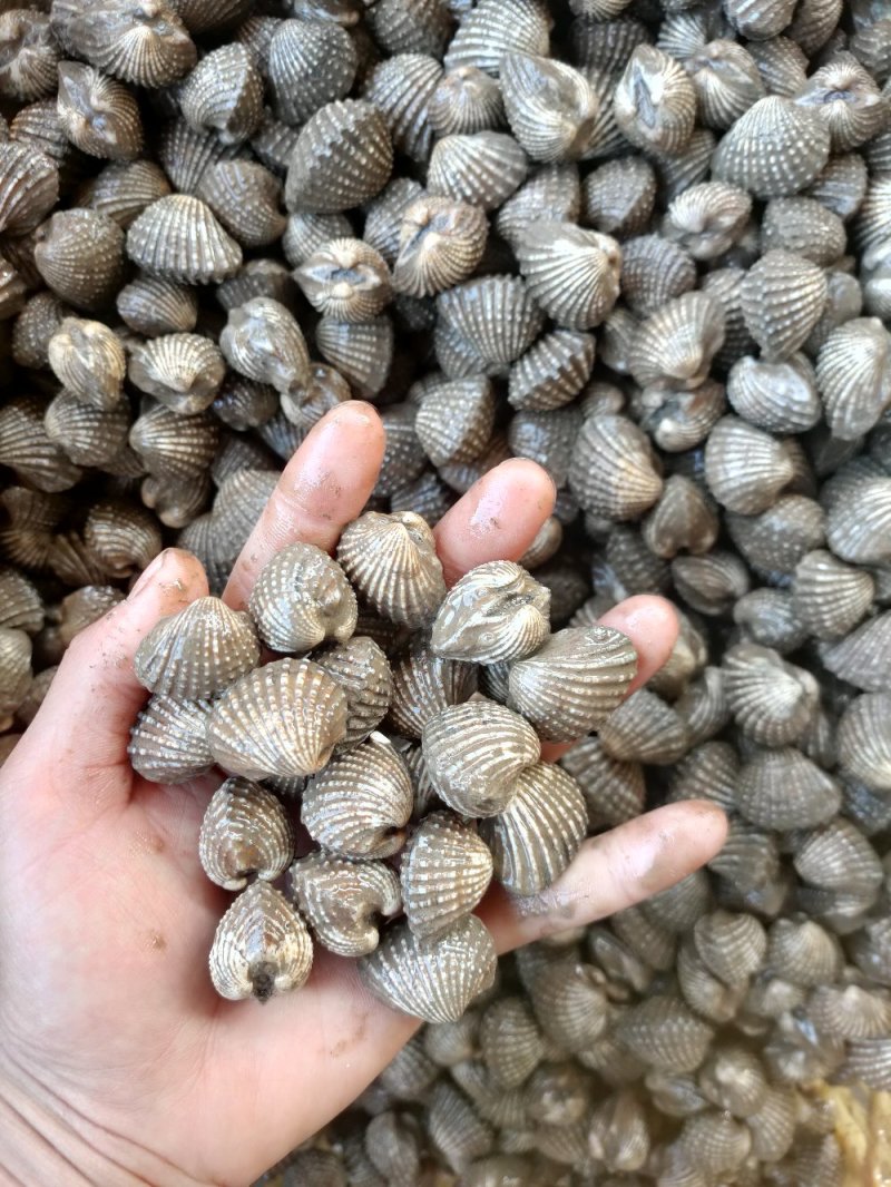 正宗血蛤血蚶银蚶花哈海鲜贝类水产批发