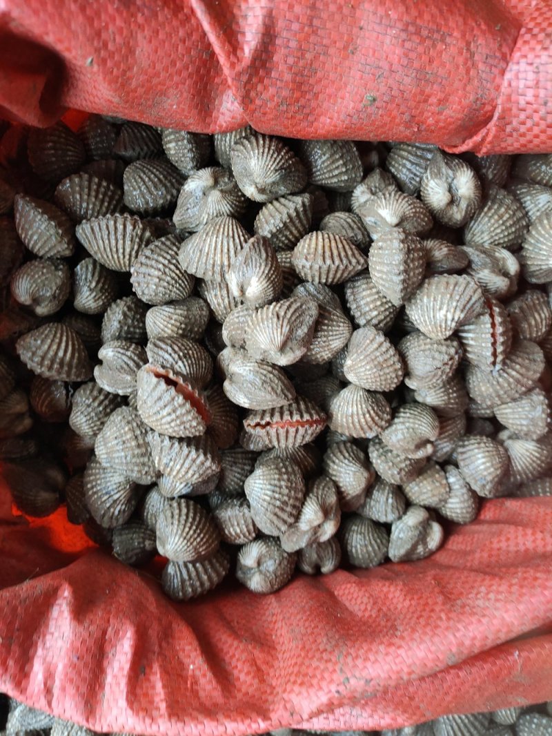 正宗血蛤血蚶银蚶花哈海鲜贝类水产批发