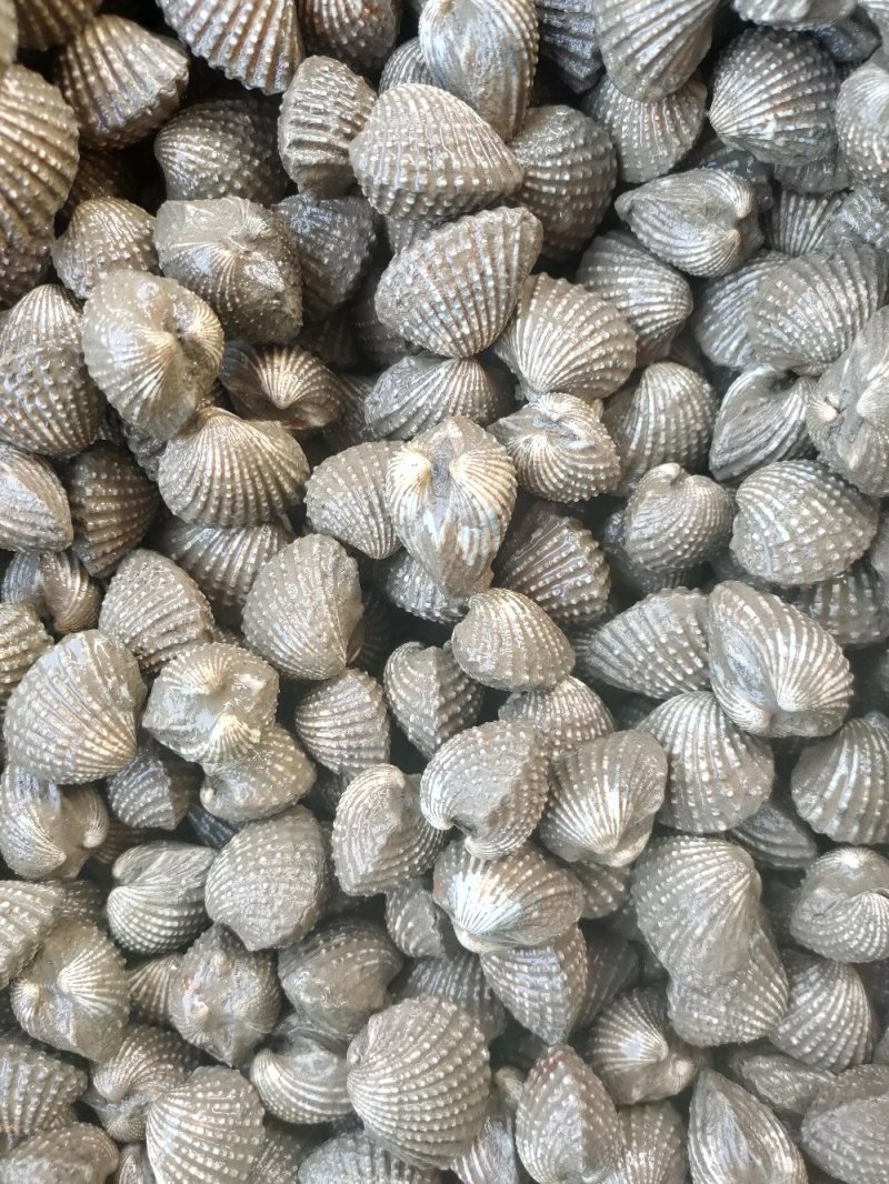 正宗血蛤血蚶银蚶花哈海鲜贝类水产批发