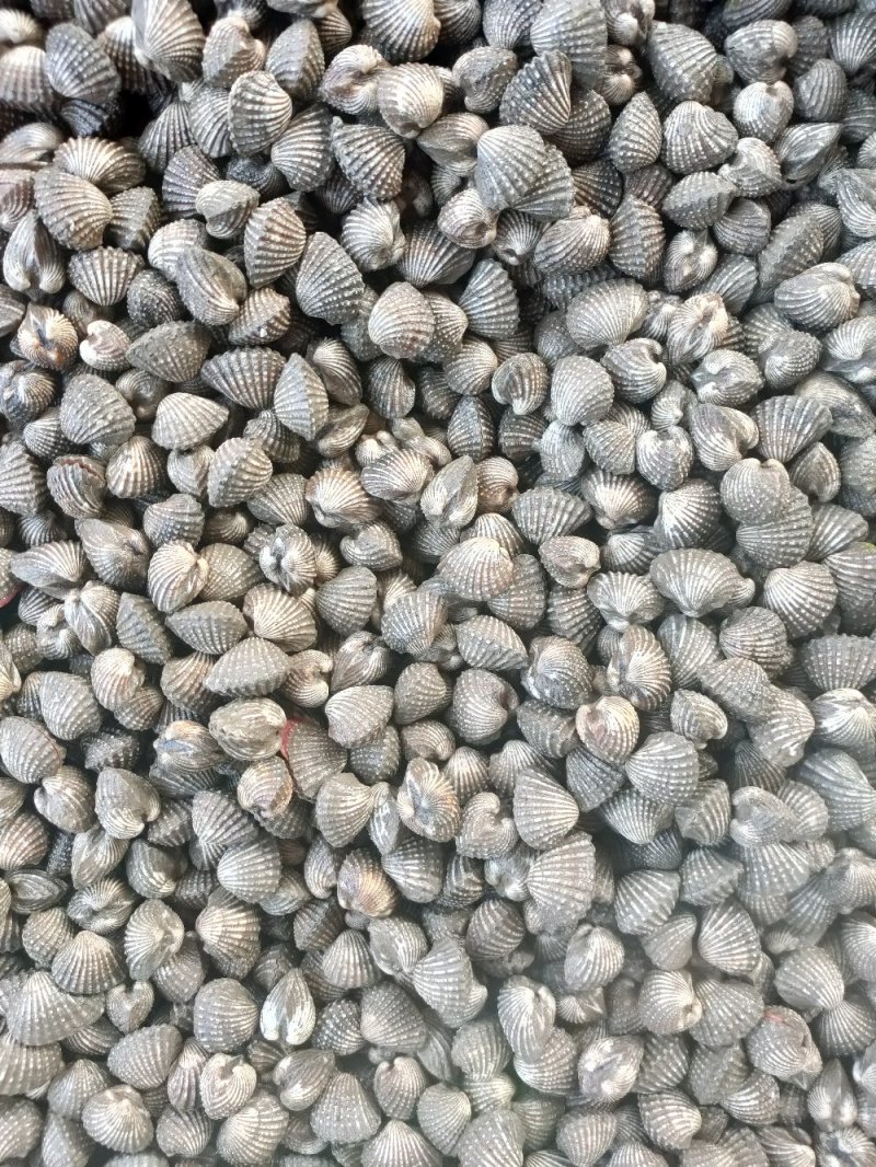 正宗血蛤血蚶银蚶花哈海鲜贝类水产批发