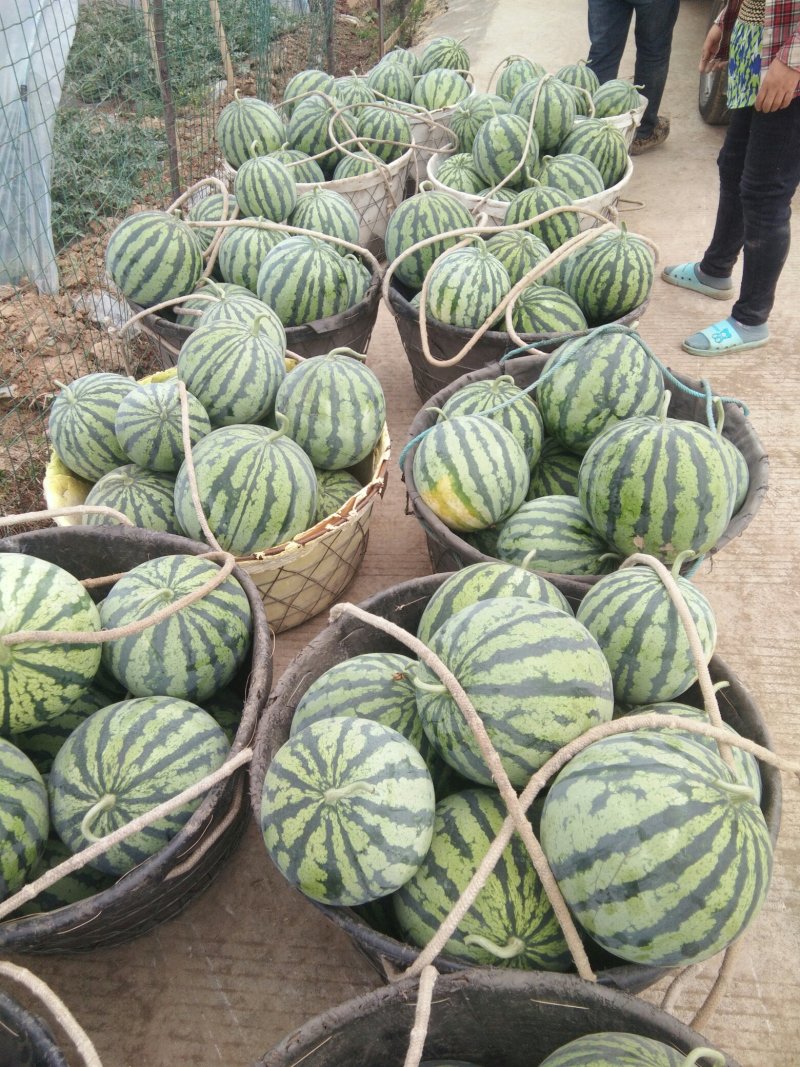 8424精品直生苗美都，口口脆现摘现采，包熟包甜