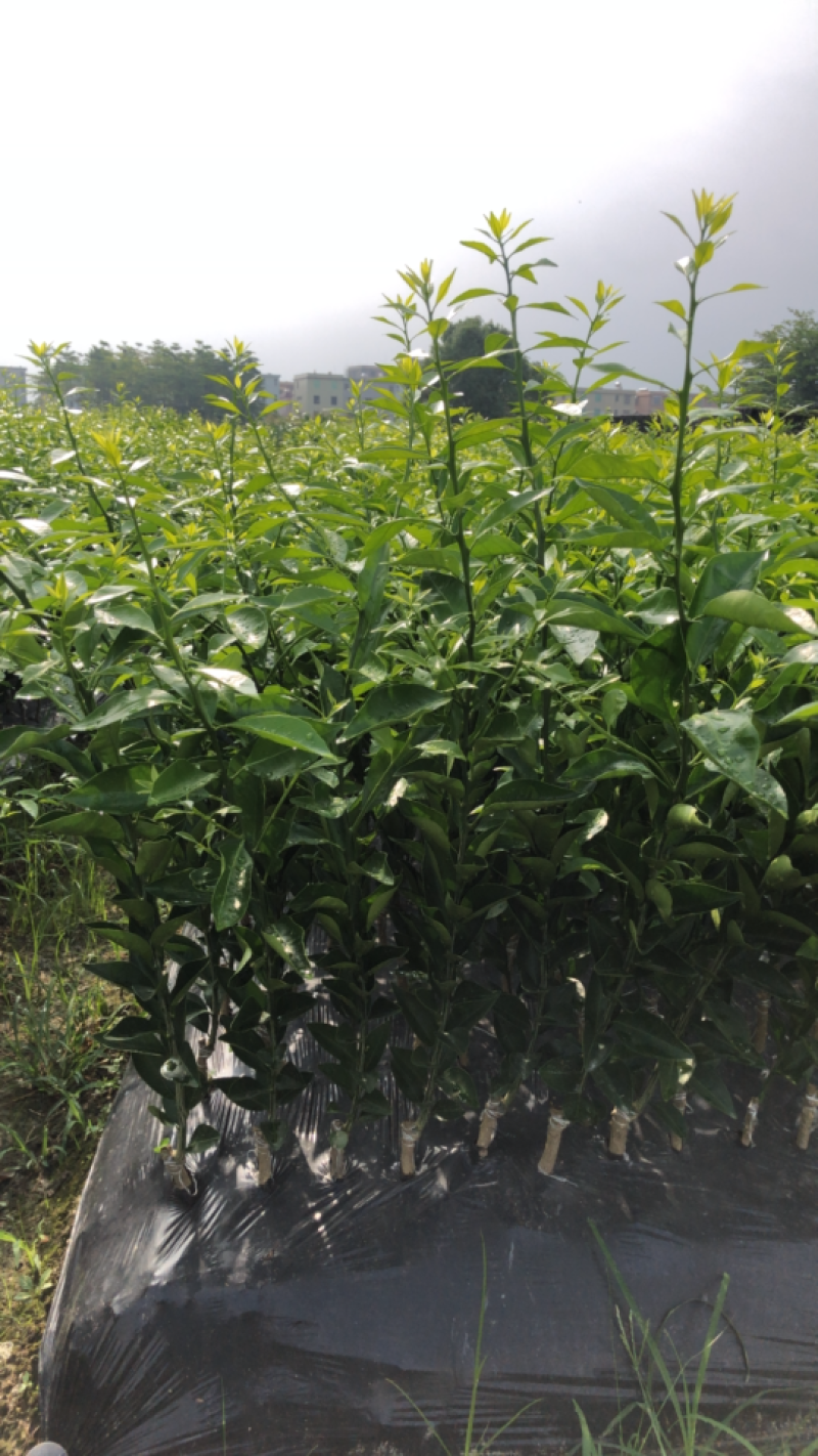 红柠蒙粘木茶枝柑苗（新会柑）（陈皮柑)