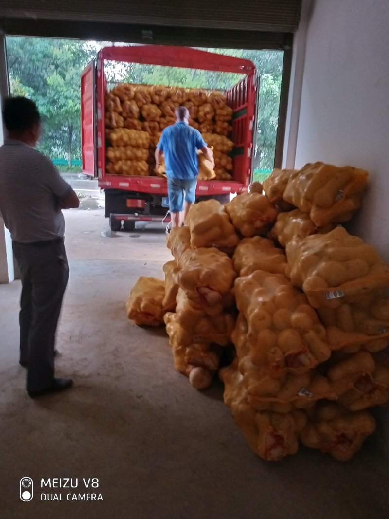 推荐奶油南瓜，瓜型好，个头均匀，颜色黄靓，口感甜，面