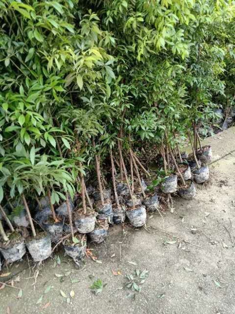 小叶祯楠金丝楠木苗，各种规格都有