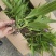 白芨苗