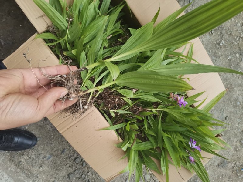 白芨苗
