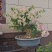 绿叶樱花三角梅白里透红三角梅盆景