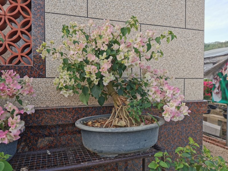 绿叶樱花三角梅白里透红三角梅盆景