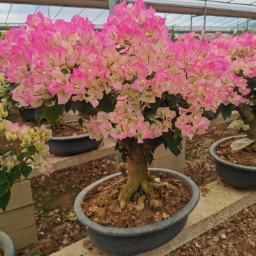 绿叶樱花三角梅白里透红三角梅盆景