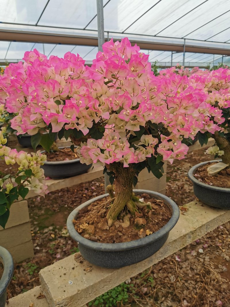 绿叶樱花三角梅白里透红三角梅盆景