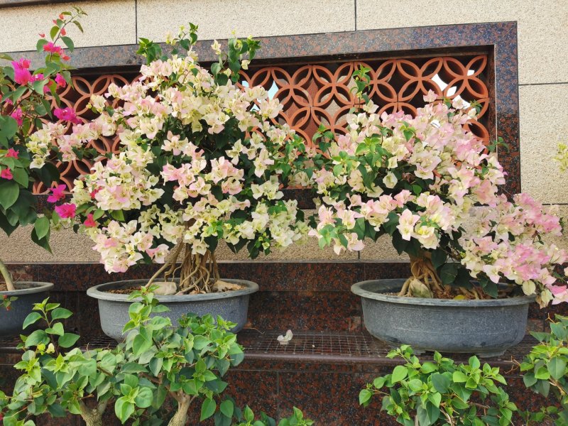 绿叶樱花三角梅白里透红三角梅盆景