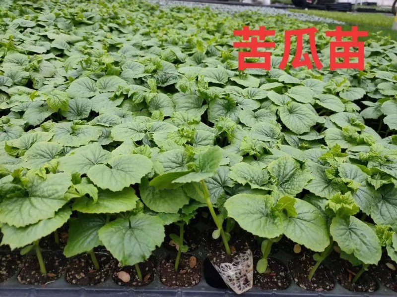 耐热大肉假珍珠苦瓜苗(广东珠三角地区热销品种)