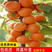 杏树苗嫁接新品种正宗特大沙金杏苗树当年结果南北方种植盆栽