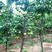 杏树苗嫁接新品种正宗特大沙金杏苗树当年结果南北方种植盆栽