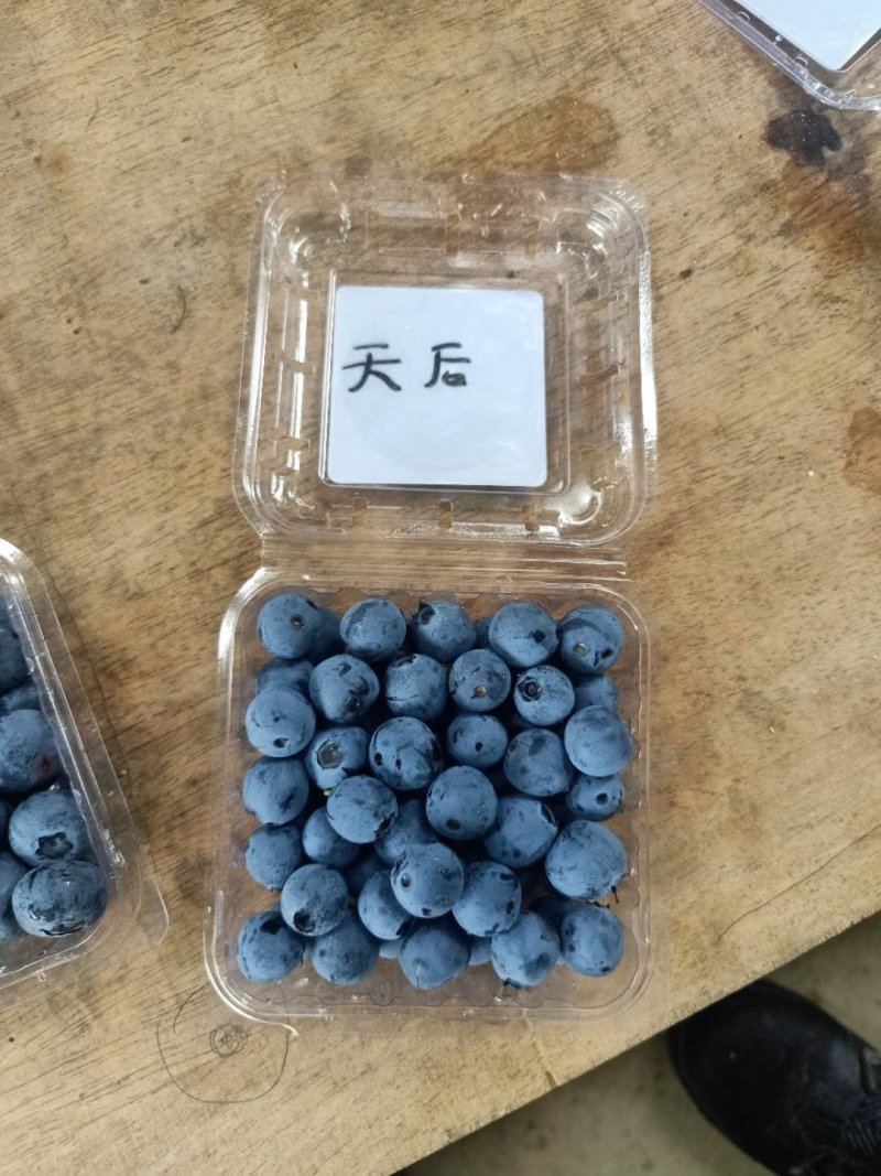 蓝莓1000亩己成熟，你诚意，我有心，便可成交。降降…价