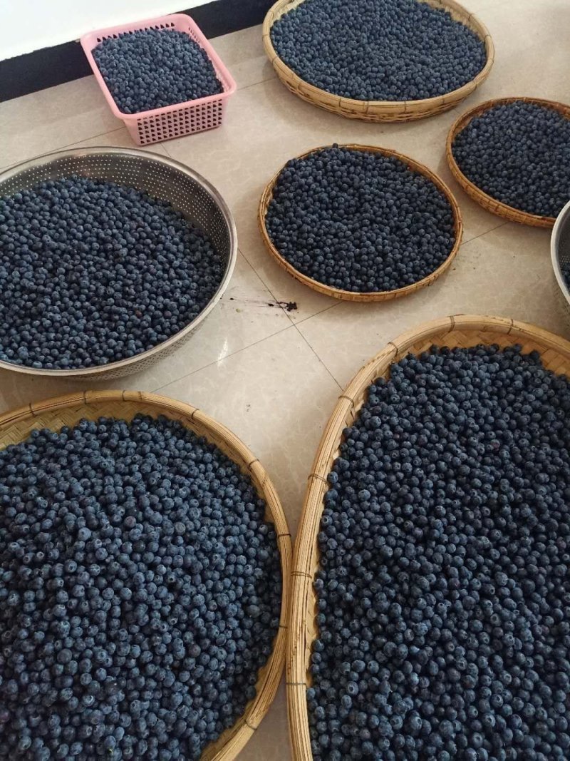 蓝莓1000亩己成熟，你诚意，我有心，便可成交。降降…价