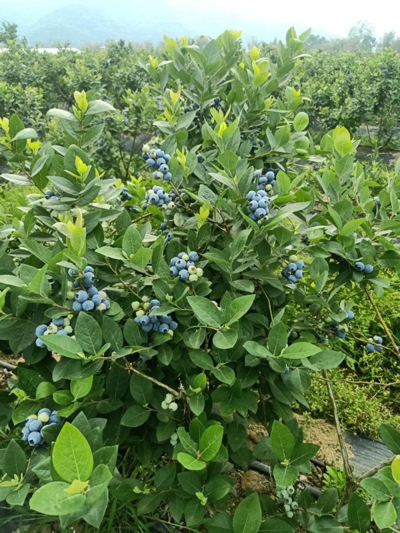 蓝莓1000亩己成熟，你诚意，我有心，便可成交。降降…价