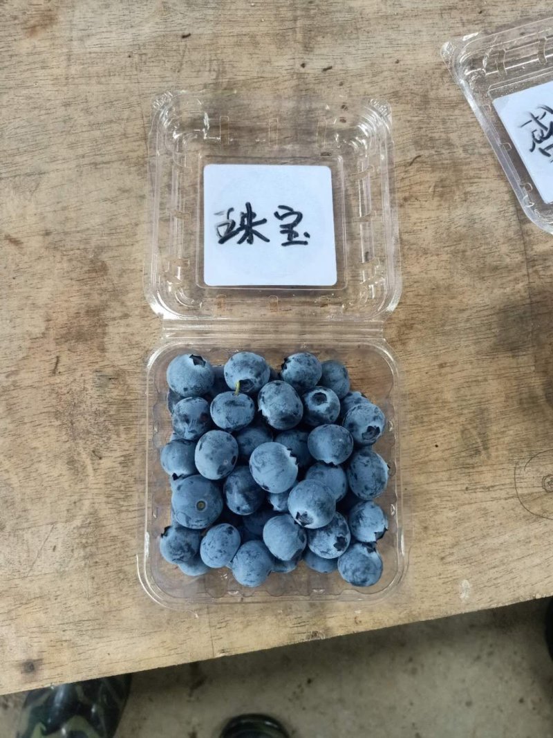蓝莓1000亩己成熟，你诚意，我有心，便可成交。降降…价