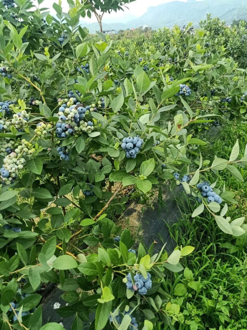 蓝莓1000亩己成熟，你诚意，我有心，便可成交。降降…价