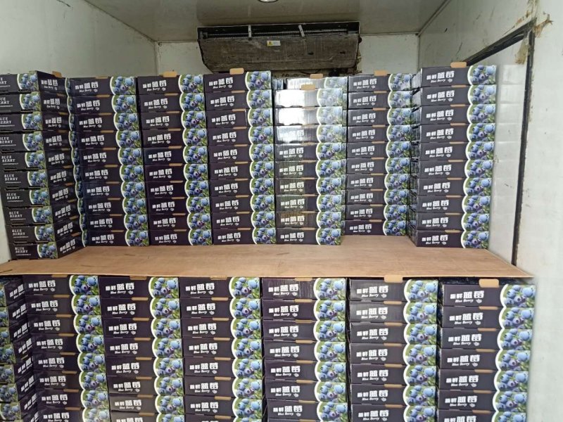 蓝莓1000亩己成熟，你诚意，我有心，便可成交。降降…价