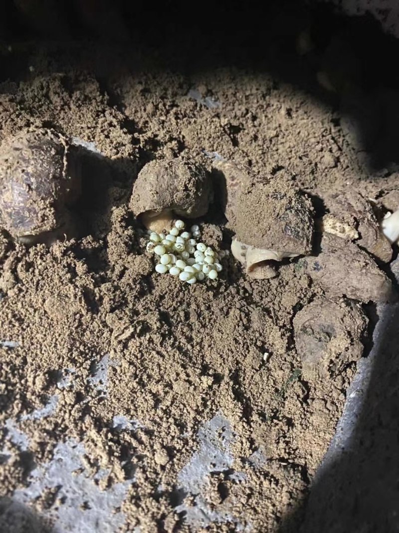 白玉蜗牛基地销售与回收包养殖。