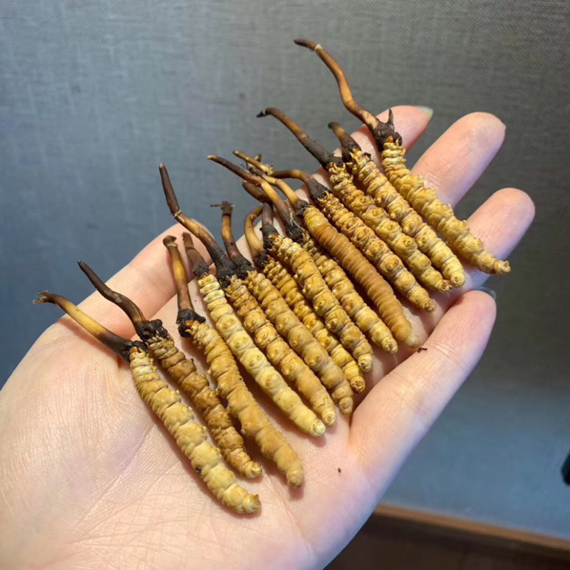 冬虫夏草高原新鲜大草小草特惠低至8.8一条