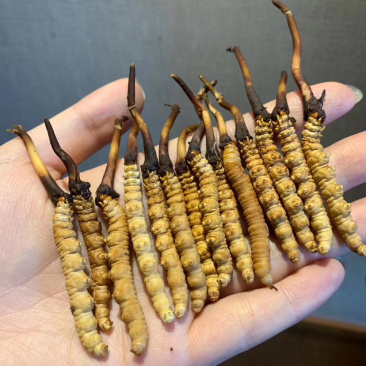 冬虫夏草高原新鲜大草小草特惠低至8.8一条