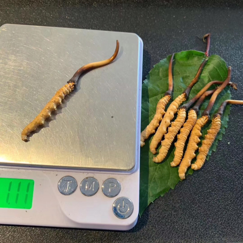 冬虫夏草高原新鲜大草小草特惠低至8.8一条