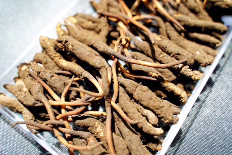 冬虫夏草高原新鲜大草小草特惠低至8.8一条
