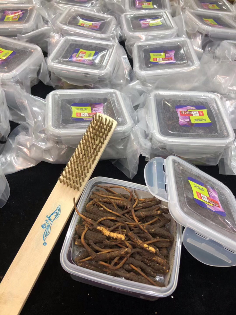 冬虫夏草高原新鲜大草小草特惠低至8.8一条