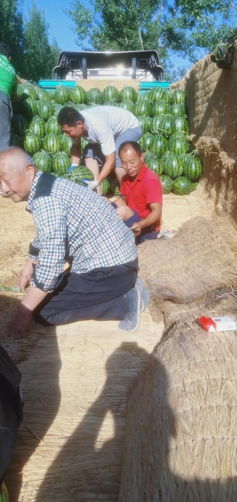 甜王京欣西瓜大量上市熟度十成熟，八到十五斤。