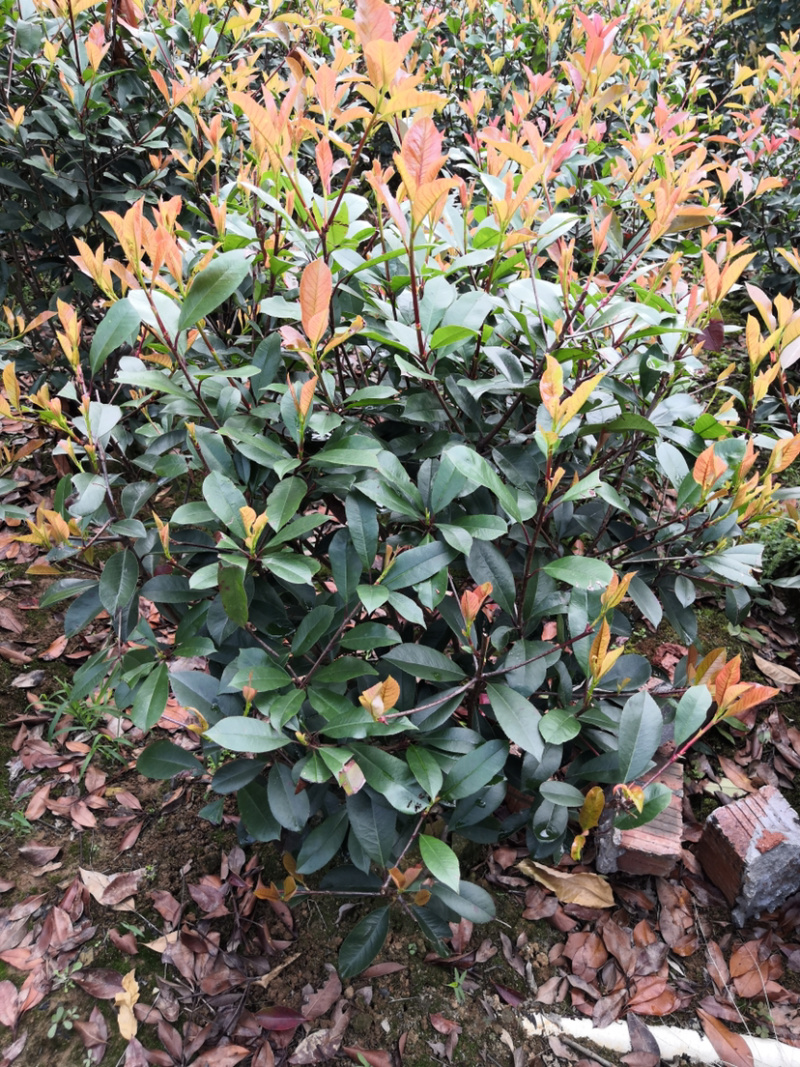 红叶石楠球高度100-200厘米冠幅50-150面议详谈