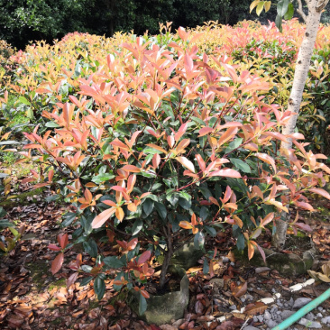 红叶石楠球高度100-200厘米冠幅50-150面议详谈