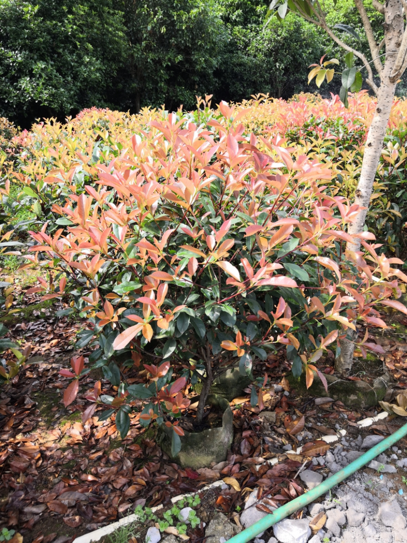 红叶石楠球高度100-200厘米冠幅50-150面议详谈