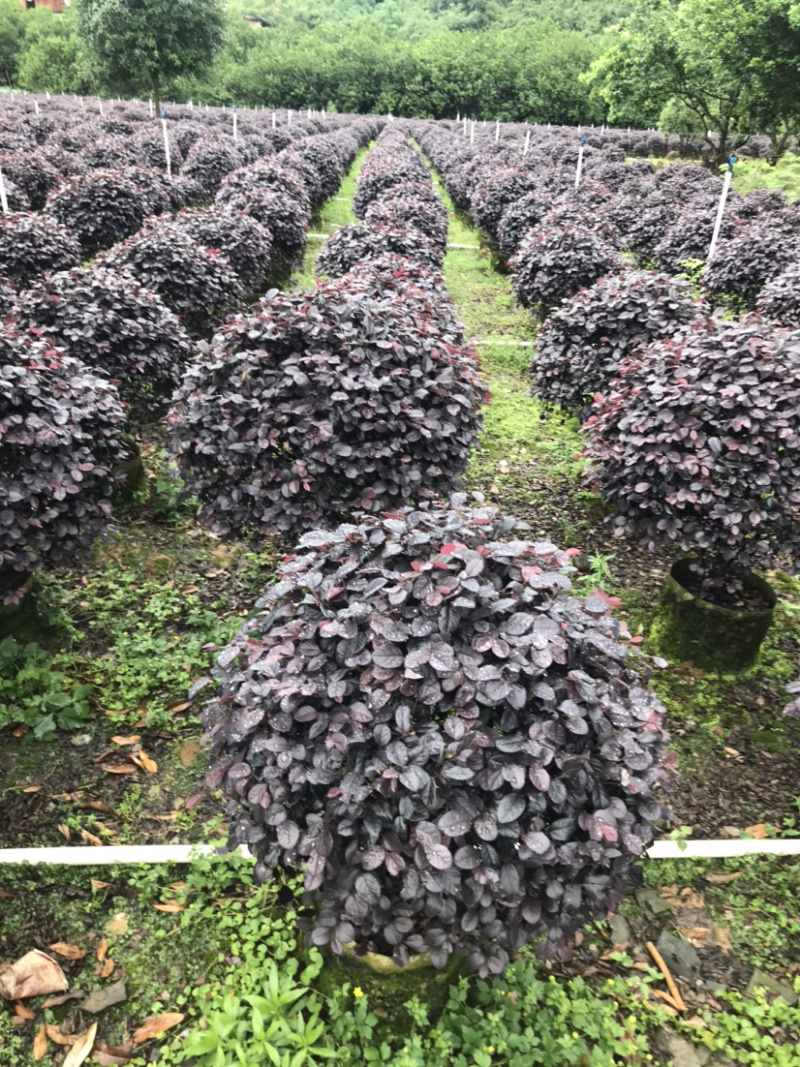 红继木精品球规格50-120厘米，价格面议详谈大量供应中