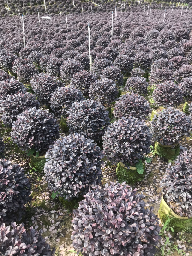 红继木精品球规格50-120厘米，价格面议详谈大量供应中