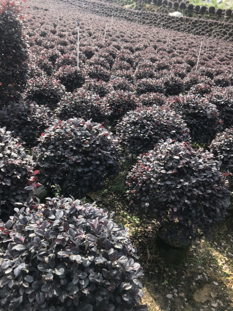红继木精品球规格50-120厘米，价格面议详谈大量供应中