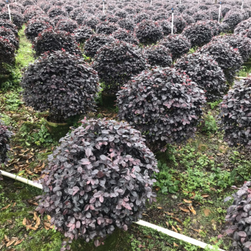 红继木精品球规格50-120厘米，价格面议详谈大量供应中