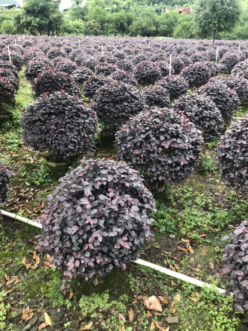 红继木精品球规格50-120厘米，价格面议详谈大量供应中