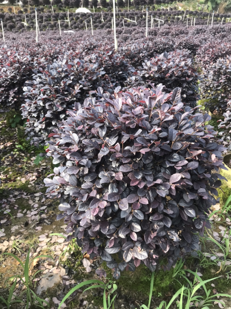 红继木精品球规格50-120厘米，价格面议详谈大量供应中