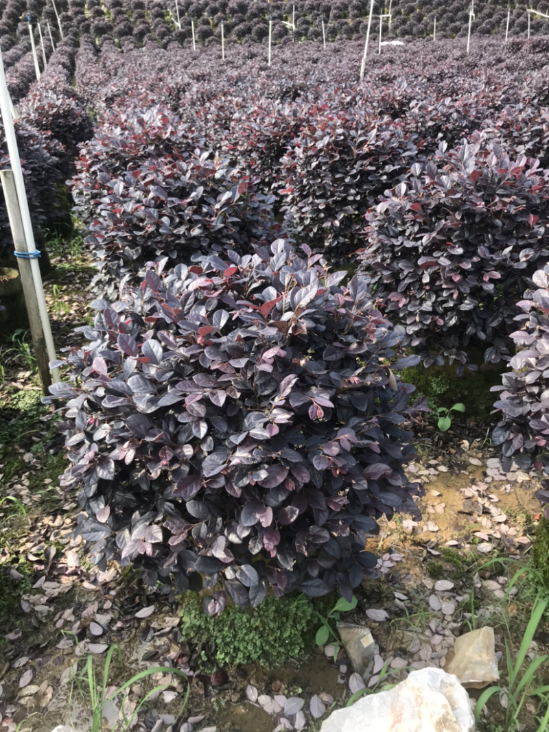 红继木精品球规格50-120厘米，价格面议详谈大量供应中