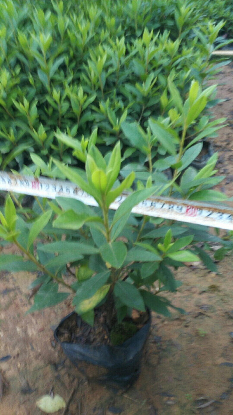 毛杜鹃杯苗规格30×30价格面议详谈大量供应中