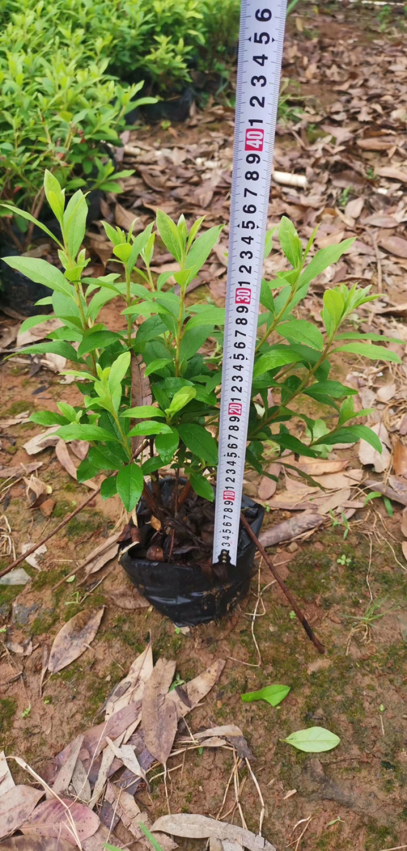 毛杜鹃杯苗规格30×30价格面议详谈大量供应中