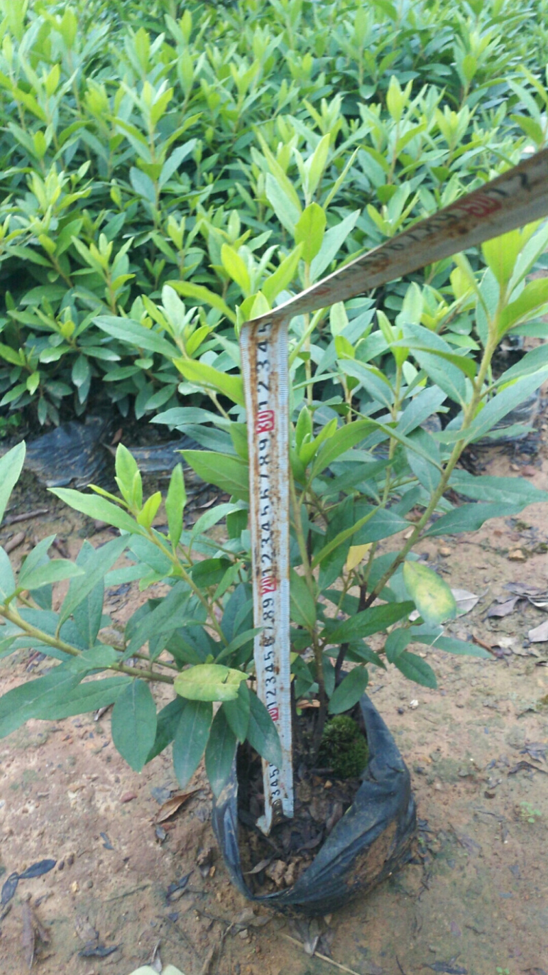 毛杜鹃杯苗规格30×30价格面议详谈大量供应中