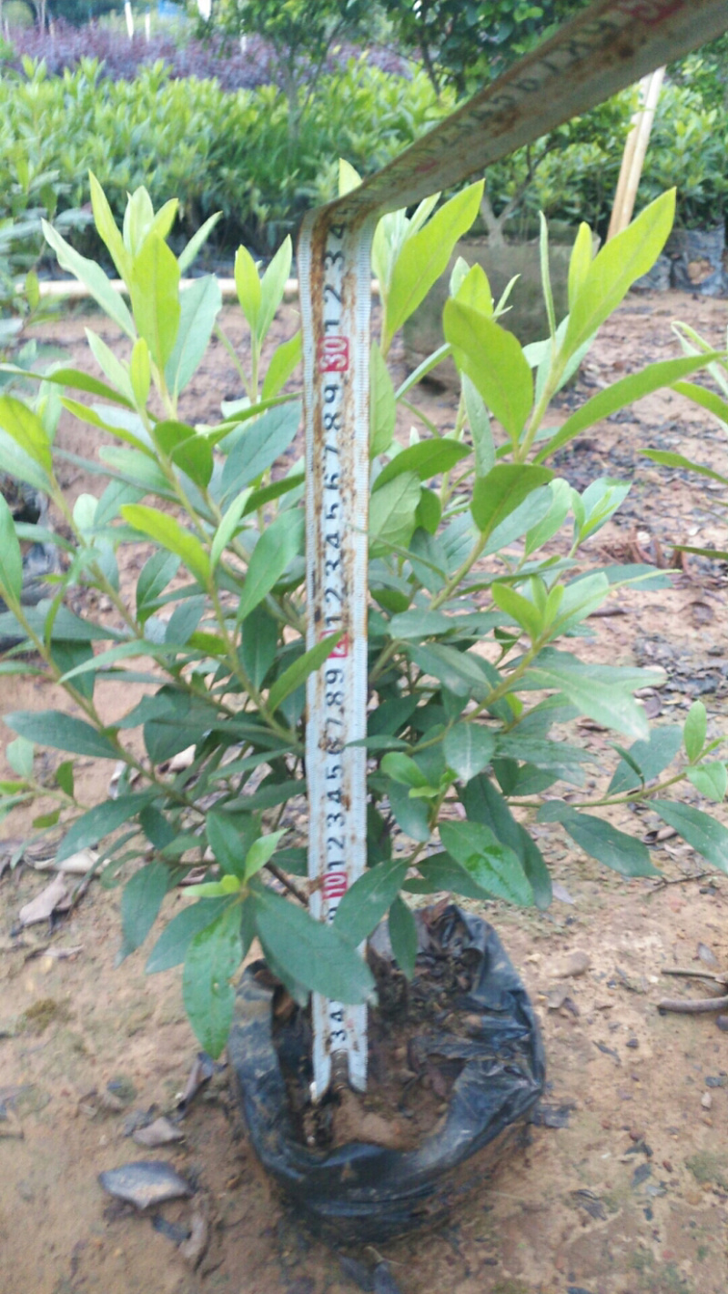 毛杜鹃杯苗规格30×30价格面议详谈大量供应中
