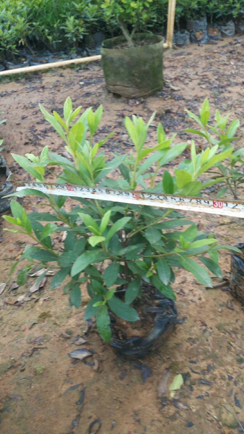 毛杜鹃杯苗规格30×30价格面议详谈大量供应中
