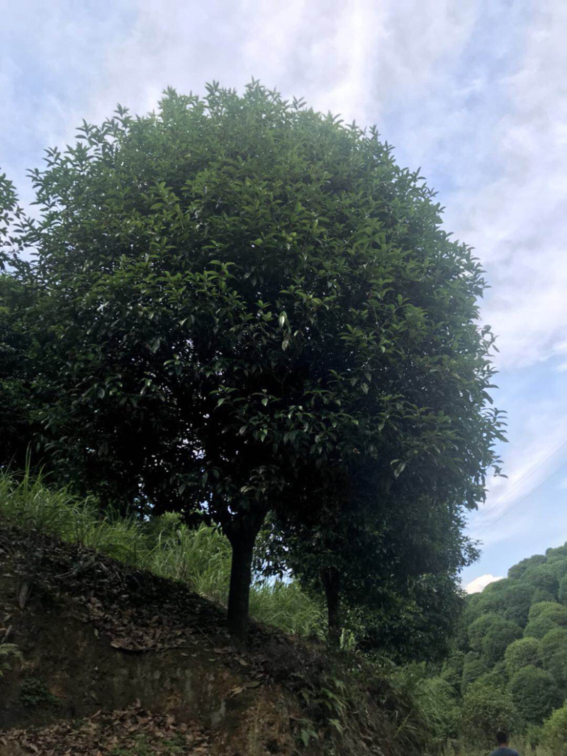 桂花树：3-20公分袋苗地苗容器苗占地桂花出售面议详谈