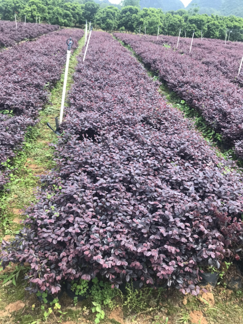 红继木杯苗规格30×30价格面议详谈，大量供应中
