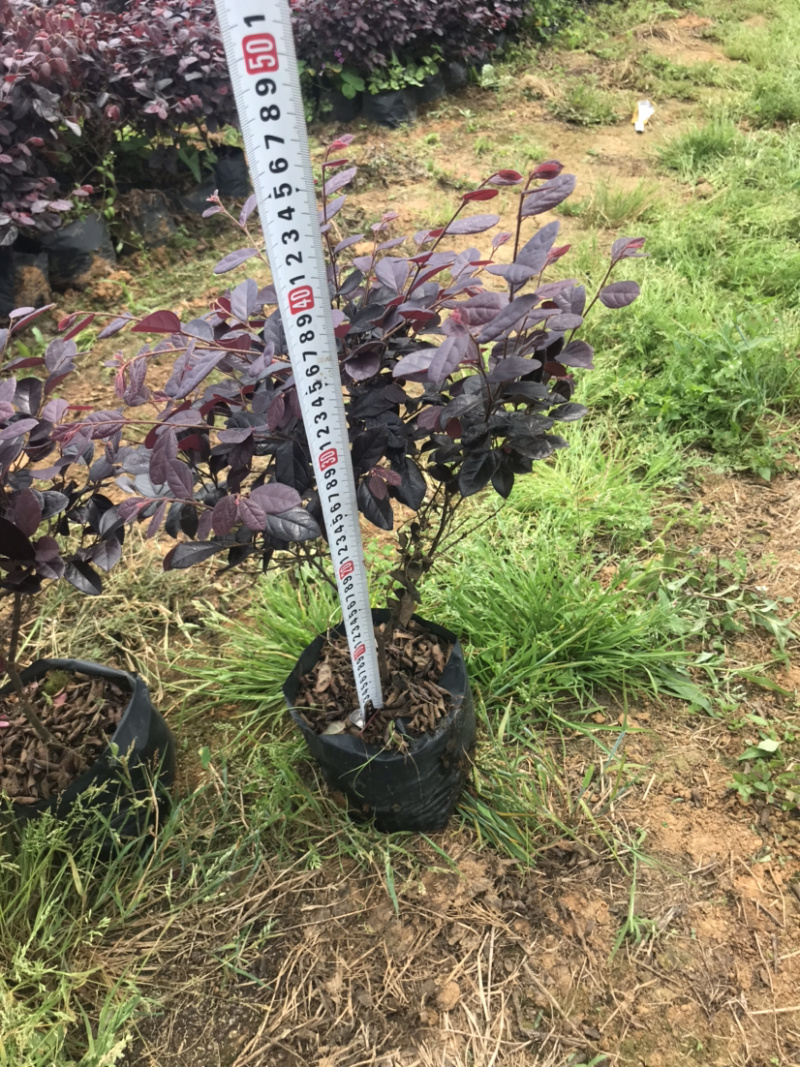 红继木杯苗规格30×30价格面议详谈，大量供应中
